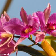 Orchideen Ausstellung in der Orangerie Elfenau 041.jpg
